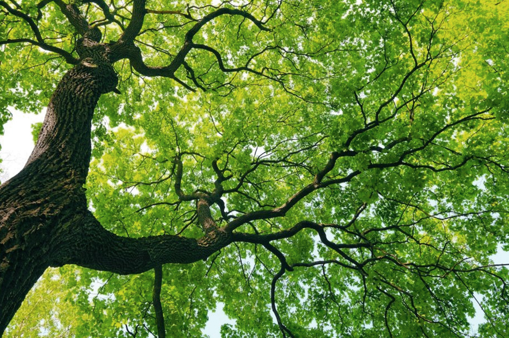 Our funeral home Hook Funeral Service